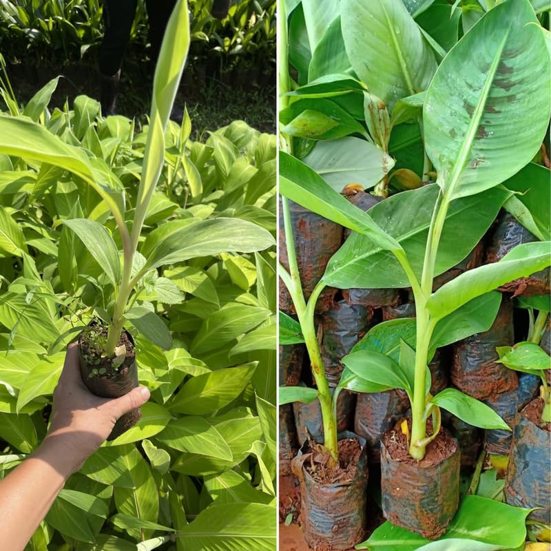 2 Yellow Banana Trees Live Plants Well-Rooted, High Yield and Easy to Grow Banana Plants, 4-9 Inc Tall, No Pot, Cold Hardy, Compact Size