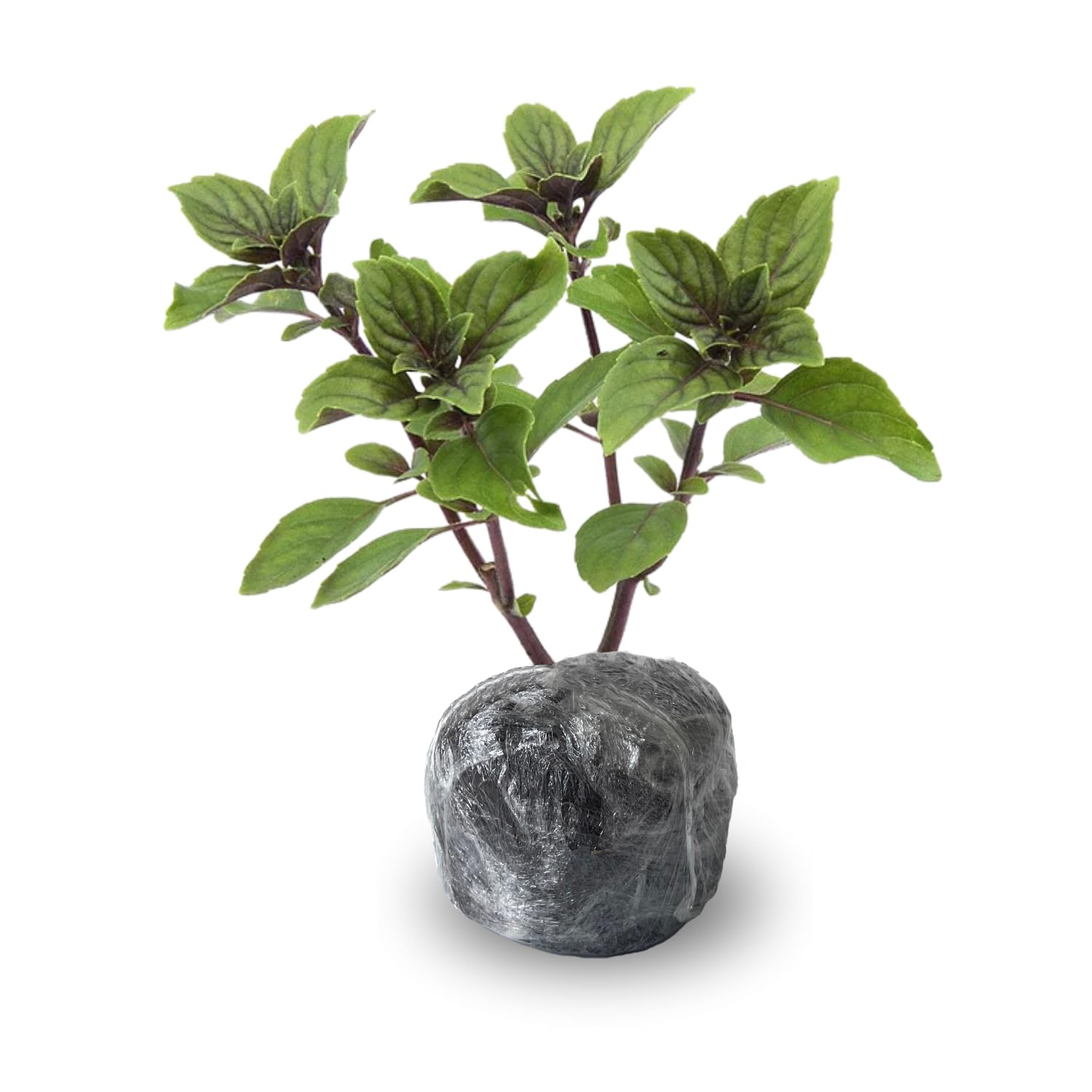 2 Blue Basil Plants Live, Herb Plant Live, Basil Live Plant Well Rooted from 3 to 7 Inc in Height