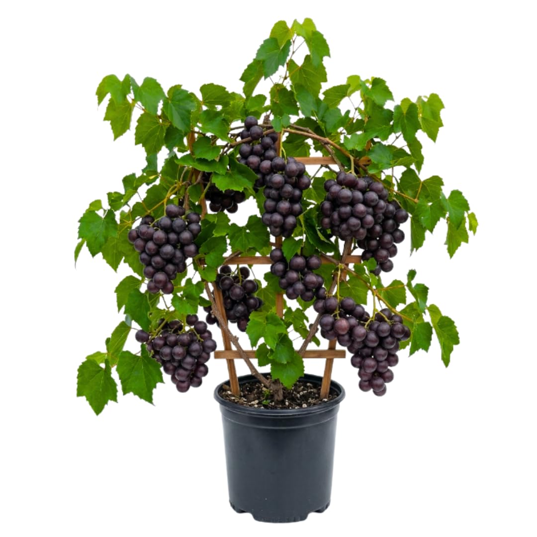 Muscadine Grape Vines Live Plant, 20–24 Inches Tall, Sweet Grapes, Hardy Fruit Vine for Trellis and Backyard Growing, No Ship to CA