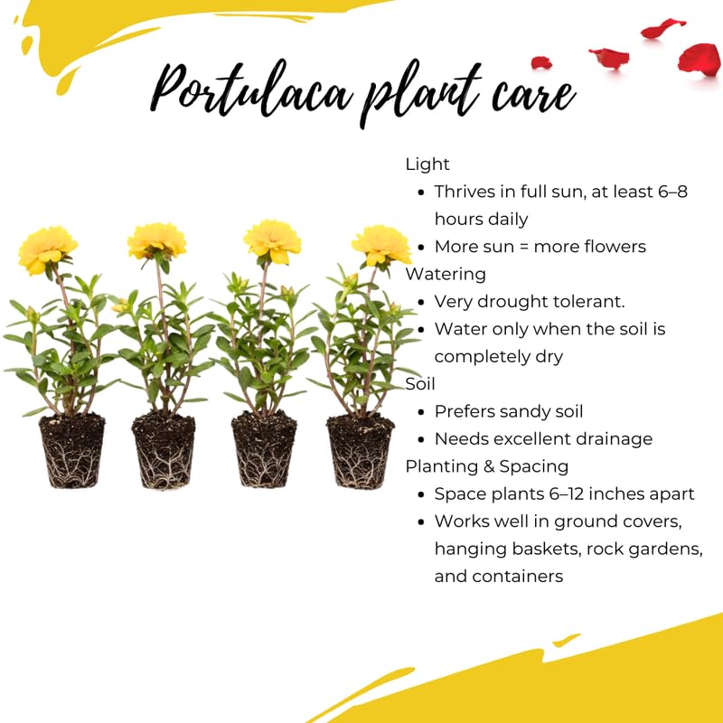 4 Yellow Moss Rose Plants Live, Portulaca Ground Cover Flowers, 4-6 Inch Tall Plants for Garden or Containers