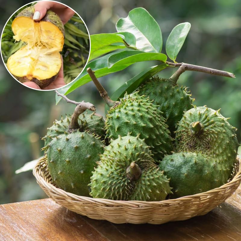 Soursop Tree Live Plant, 3 Feet, Annona Muricata Mountain Soursop Fruit Tree Fully Rooted in 3 Gallon Pot, Tropical Fruit Tree