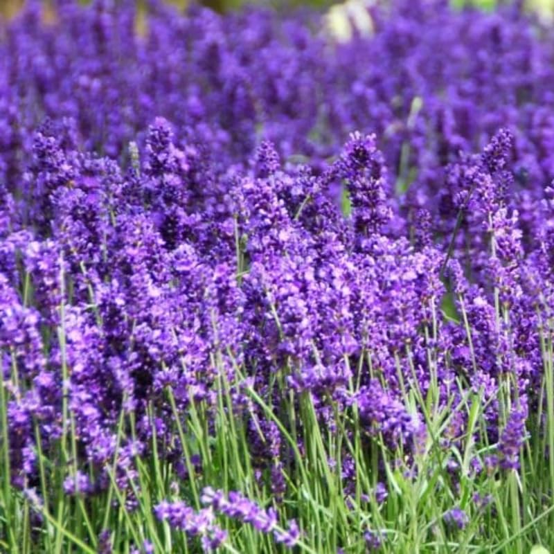 2 Phenomenal Lavender Plants Live for Planting, 4-8" Lavender Plant, Fragrant Purple Flowers, No Pot, Bare Root Herb for Garden, Container Growing