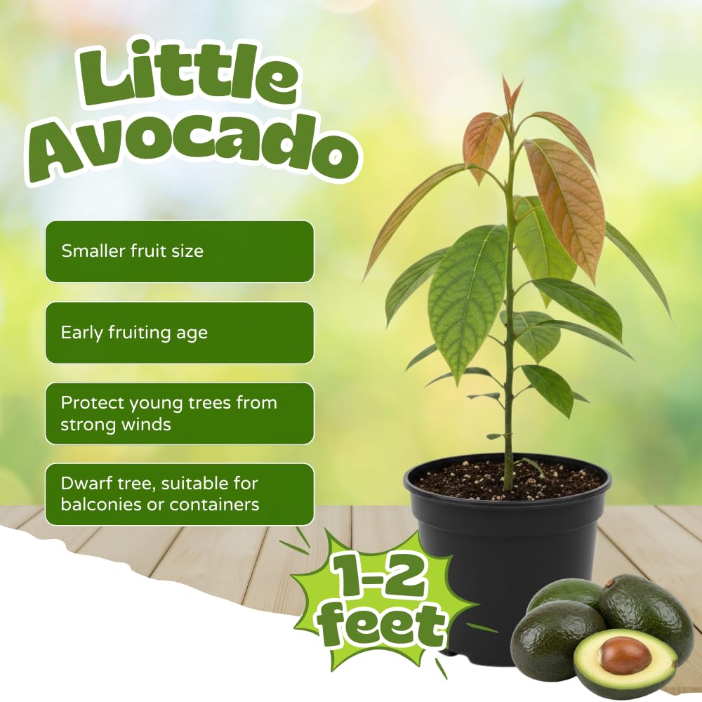 Avocado Tree Live Plant, Little Avocado Plants Live in 3 Gallon Pot, Cold Hardy, Dwarf Fruit Tree for Outdoor Planting