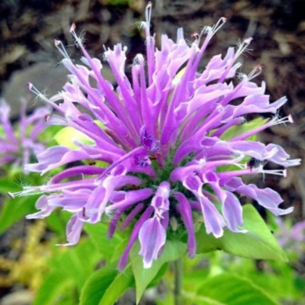 2 Bee Balm Plants Live, Bee Balm Perennial Flowers Well Rooted Plug 3-5" Tall Indoor Outdoor