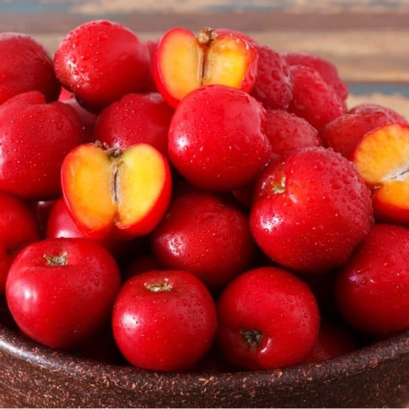 Barbados Cherry Tree Live Plant, 6 Months Old, 4-6" Fast-Growing and High Yielding Sweet Fruit, Edible Fruit Bearing Tree for The Patio and Garden, No Pot