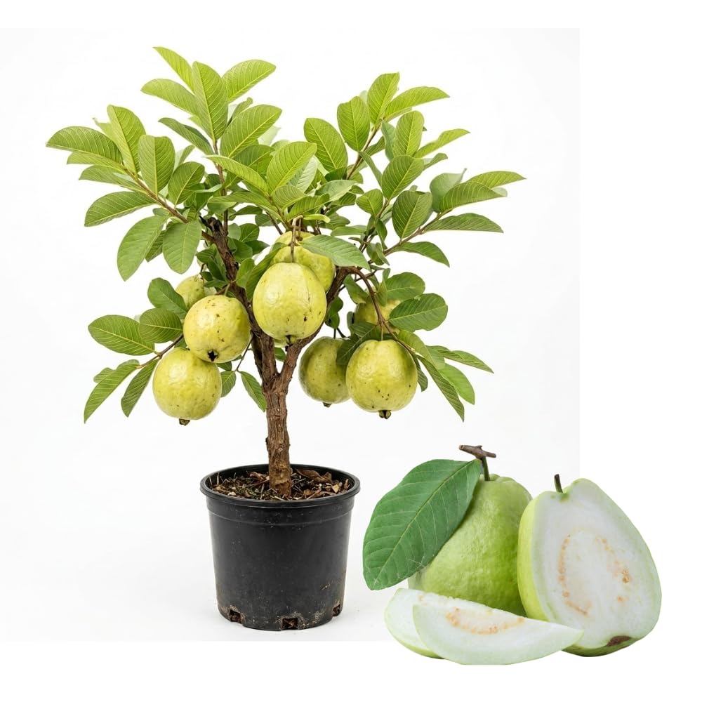 Guava Tree in 3 Gallon Pot, High Yielding Guava Fruit Tree Plant for Outdoor Garden, Tropical Plant for Backyard Orchard, Patio or Landscape Growing (White Guava)