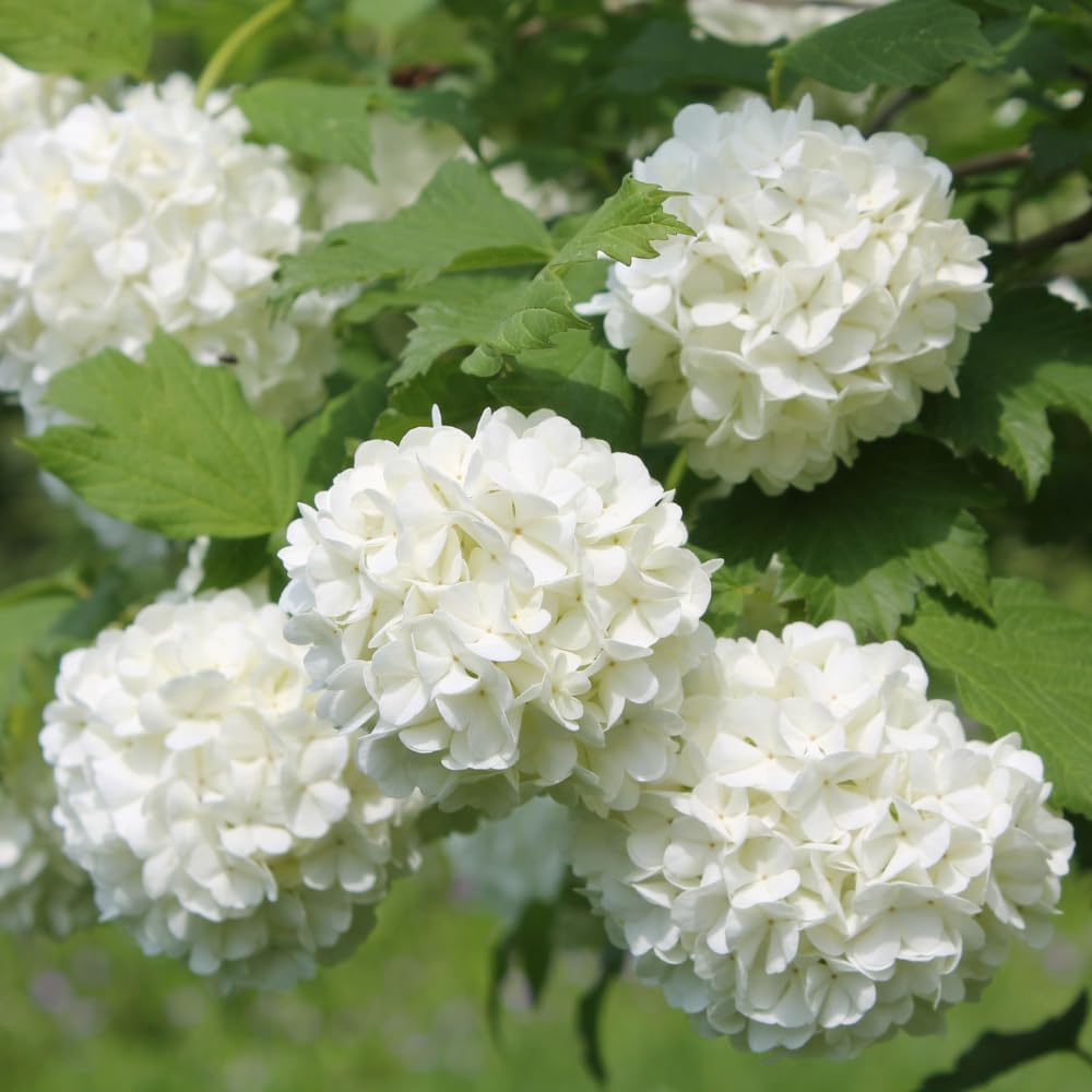 Set of 2 Snowball Viburnum Bare Root Plants, 1-2 Feet Tall, Hardy Flowering Shrubs with White Blooms for Outdoor Planting