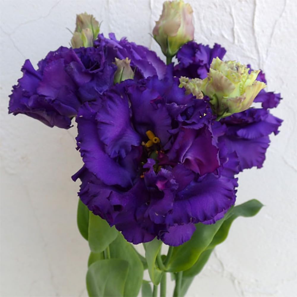 Sets 2 Striking Blue Lisianthus Eustoma Live Plants, Plug Size, Well-Rooted, Texas Bluebell, Thornless Love Rose Plant, Spring to Fall Bloom, 2-4" in Tall Starter