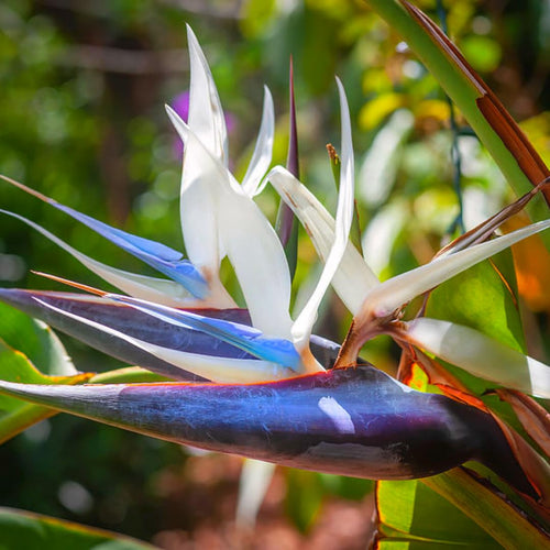 2 White Bird of Paradise Plants Live, Cold Hardy, 4-7" in Tall, Fast Growing, Strelitzia Reginae Flower for Spring Landscaping Ornamental Indoor Outdoor