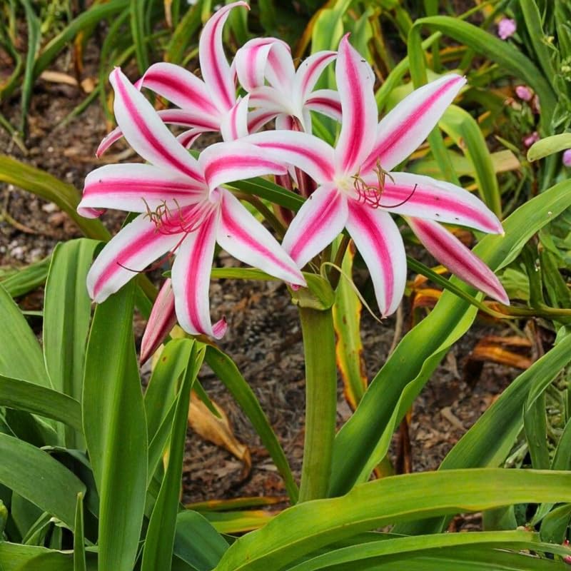 Pink Queen Lily Plant Live, Tropical Flowering Plant, Vibrant Lilies Flowers 2-2.5 Feet Tall, Outdoor Garden Growing