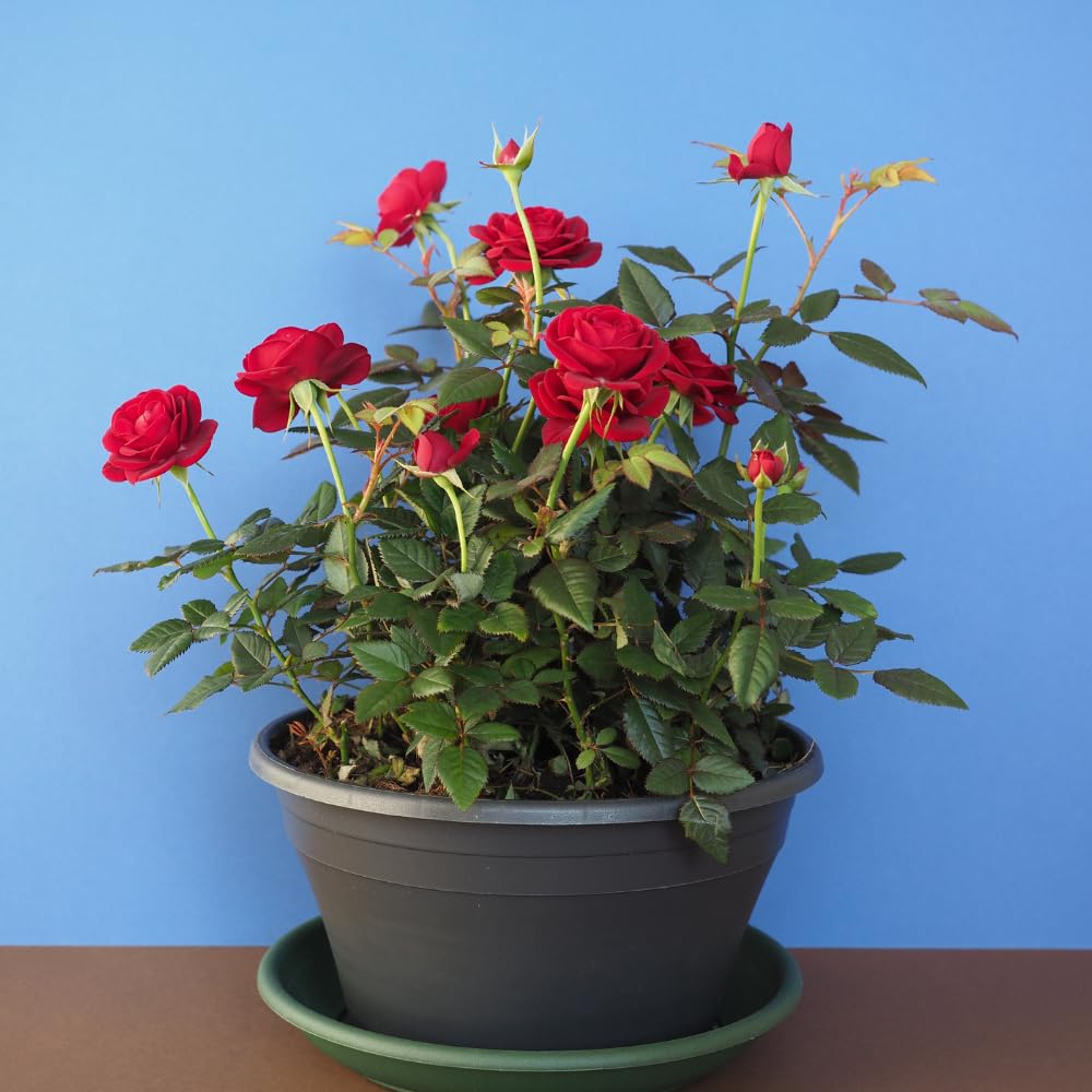 Red Rosa Live Plant, Rose Plant Live, Red Blooms Flower, 2 to 3 Feet in Height for Indoor Outdoor Planting