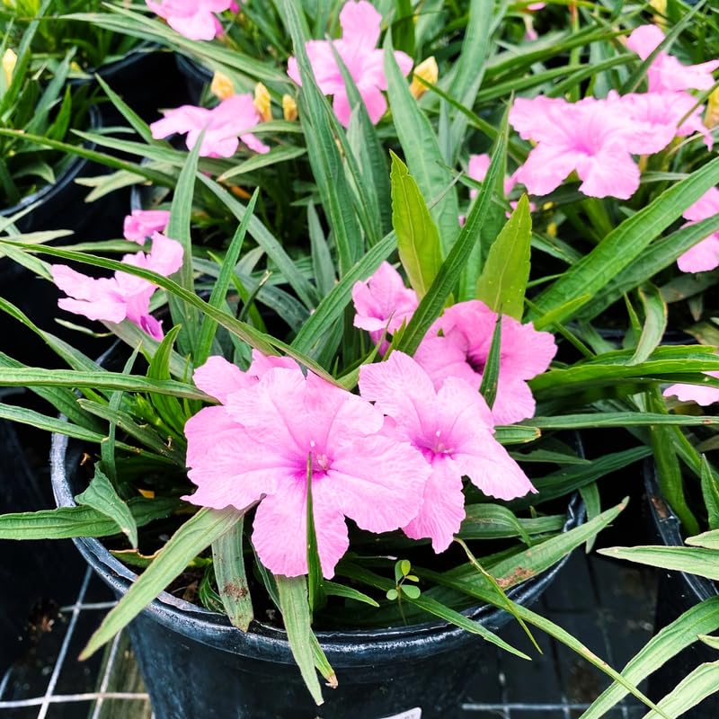 6 Dwarf Pink Mexican Petunia Plants Live, 4-7 Inches Tall, Hardy Perennial Flowers