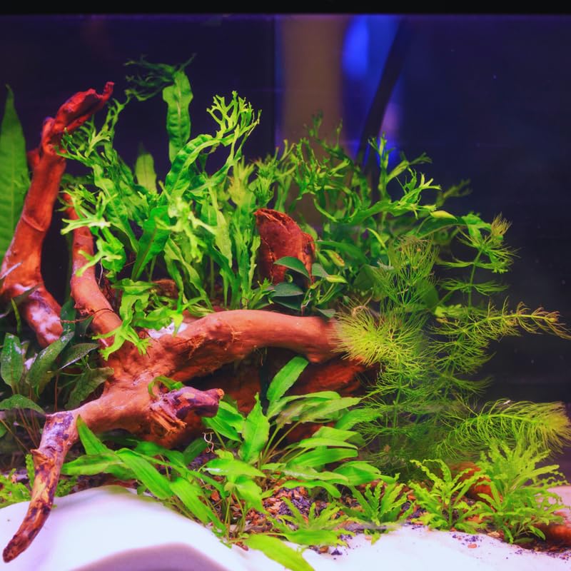 Green Water Wisteria Aquatic Plants Live Bundle, 4-6 Inc