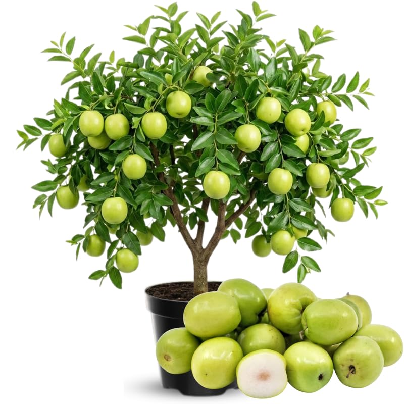 Thai Jujube Tree Live Plant 3 Gallon Pot, 1-1.5 Ft Tall, Date Fruit Tree for Outdoor Garden, Spring Planting, Fast Fruiting