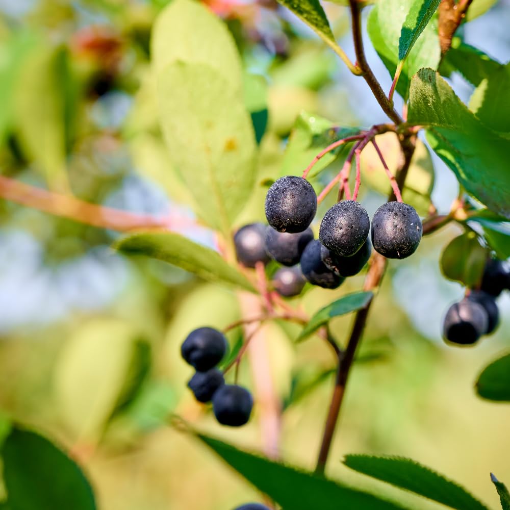 Chokeberry Bare Root Plant, Black Chokeberry Tree, 16 Inches Tall, 2–3 Year Old Fruit Bush, Hardy Shrubs for Outdoor Growing