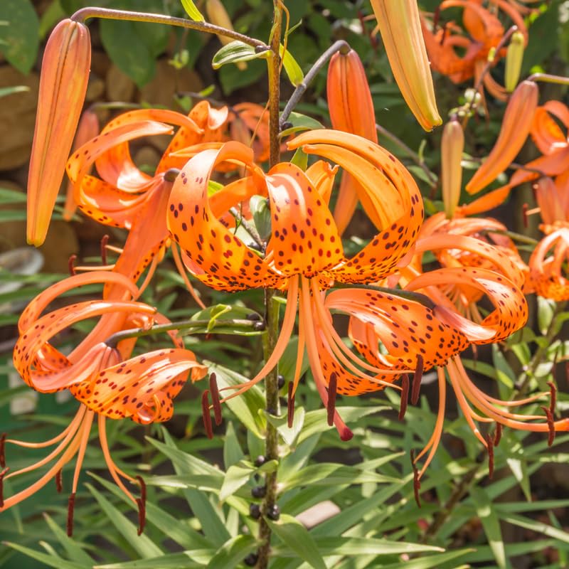 Set 10 Bulbs Turks Cap Lily, Perennial Lily Bulbs
