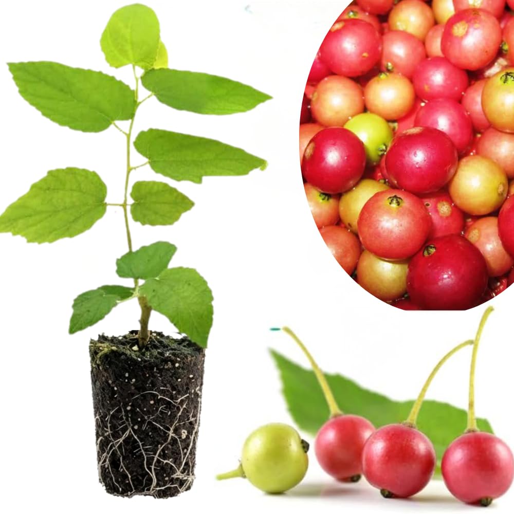 Rare Strawberry Jamaican Cherry Tree Live Plant, 4-6" Starter Tropical Fruit Tree, Sweet Berries, Easy to Grow, Cold Hardy