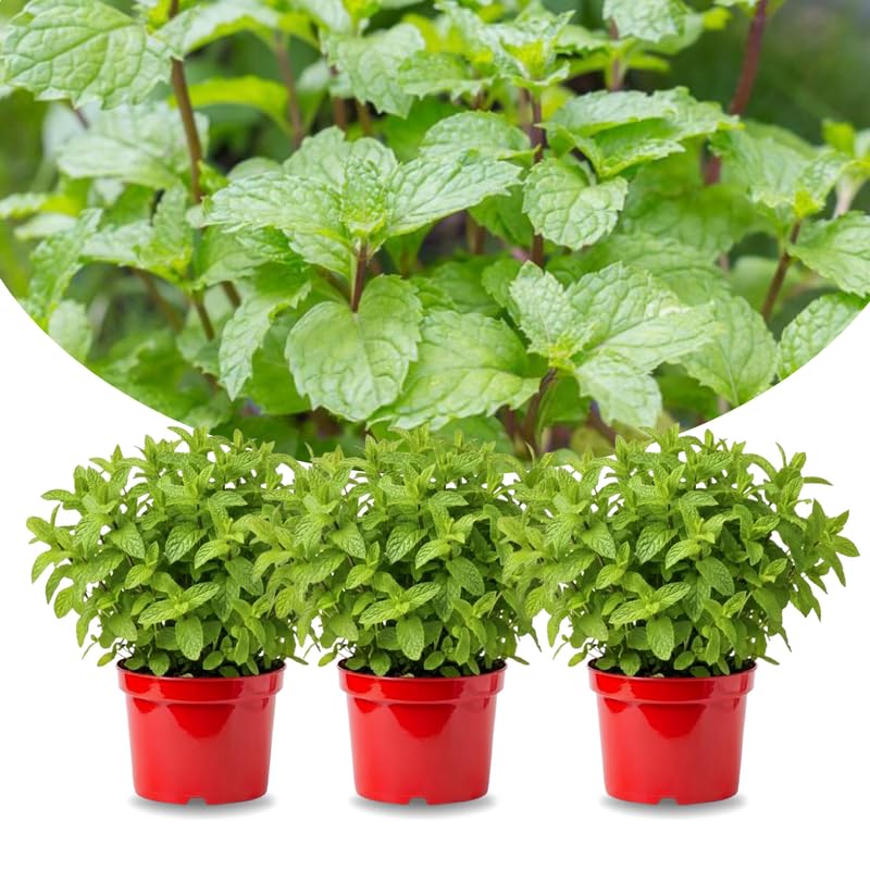 Sets 3 Random Mint Plants Live Fast Growing for Spring Planting, Fragrant Culinary Herb Mint for Indoor Outdoor Gardening, Cold Hardy
