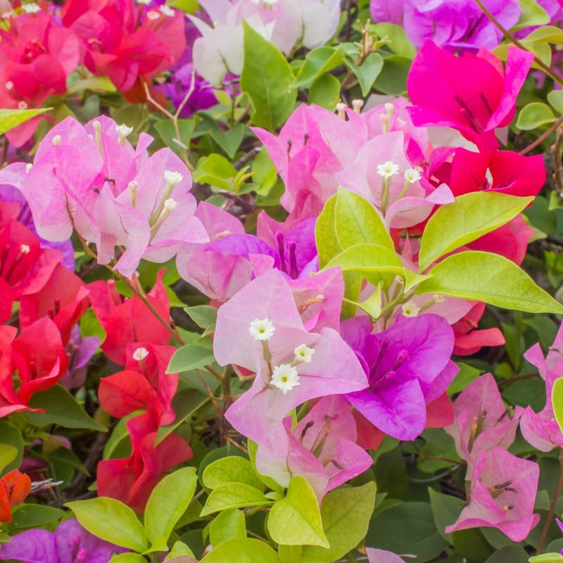 Set 2 Mix Bougainvillea Plants, 5-8" Tropical Bougainvillea Plant Starter, Colorful Perennial Blooms, Live Well Rooted Plant