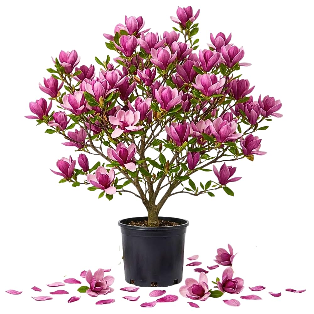 Jane Magnolia Plant Live, Magnolia Trees Live Plants, Pink Flower, 2-3 Feet Tall in 3 Gallon Pot for Growing, No Ship to CA