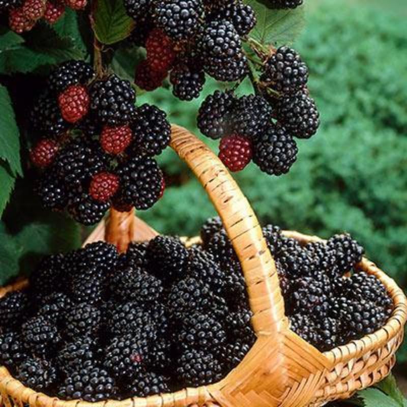 2 Chester BlackBerry Plants Live for Planting, High Yielding, Sweet Juicy Berries for Your Garden, 4-6" in Tall, Cold Hardy, Dormant in Winter, No Pot