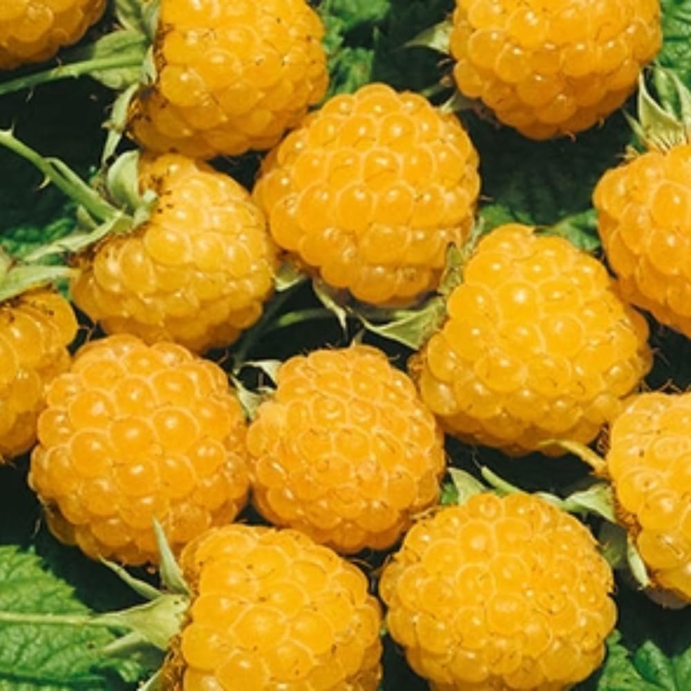 2-Pack Raspberry Plants Live, Raspberry Bushes Live Plants Well-Rooted, 5-9 Inch Tall, Raspberry Fruits (Fall Gold Raspberry)