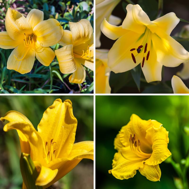 5 Yellow Daylily Bulbs, Yellow Daylilies Bulbs Flower for Planting