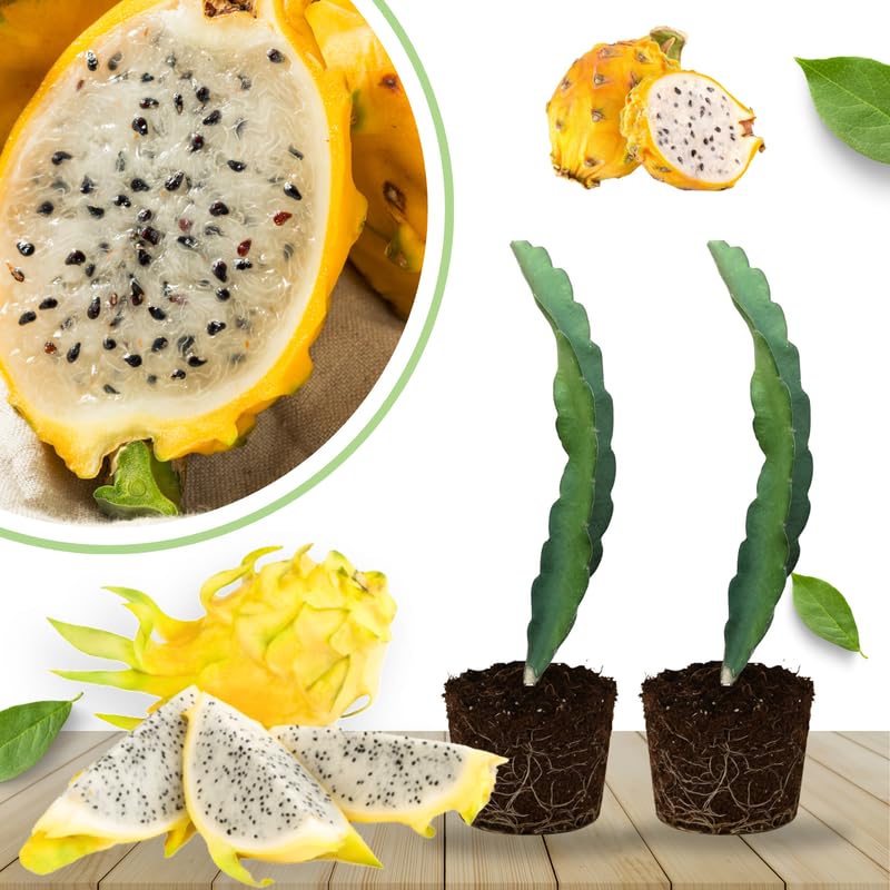 Set of 2 Yellow Dragon Fruit Plants Live, 4-8 Inches Tall, Tropical Cactus Live Plant, Dragonfruit Seedlings