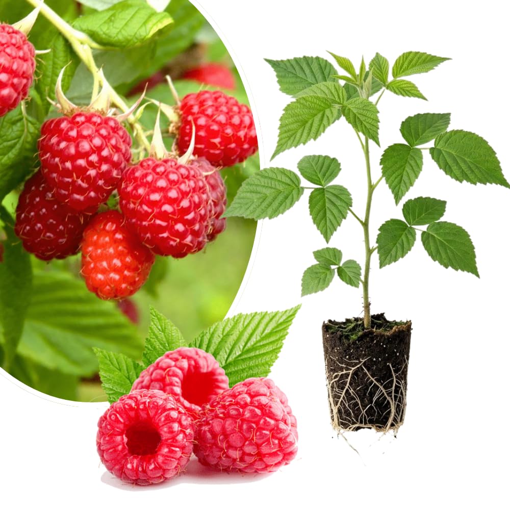 Red Raspberry Plant Live, Raspberries Fruit Seedlings, 5-8 Inch Tall