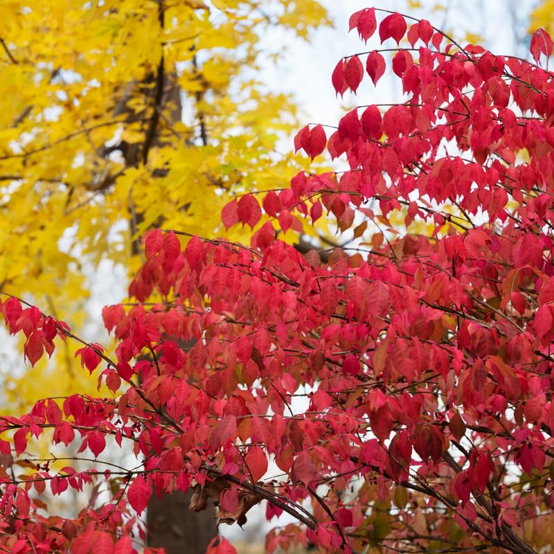 Red Dwarf Burning Bush Plant Live, Dormant, Burning Bush Shrub in Quart Pot for Outdoor Garden