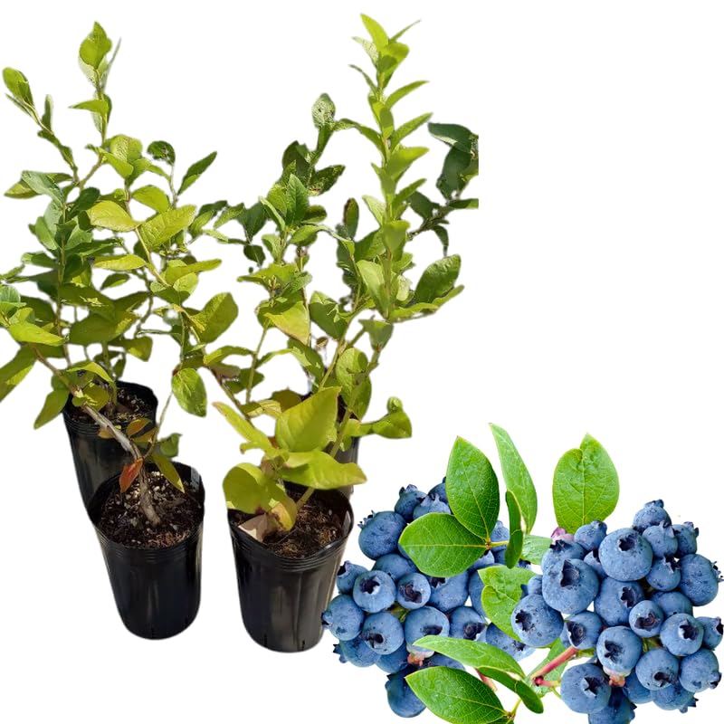 Sets 2 Blueberry Trees Live Plants, Blueberries Bushes, Hardy and High Yield, Seedlings Southern Highbush Blueberry Plants Live for Outdoor Growing, 5-7" Tall (Common Blue)