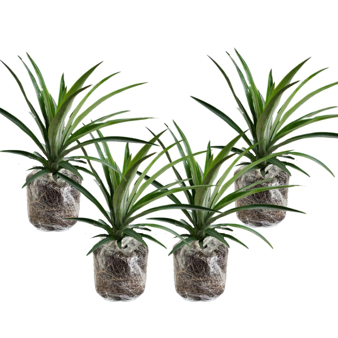 4 Elite Gold Pineapple Fruit Trees Live Plants, Pineapple Seedlings for Backyard Gardening, Pineapple Plants Live