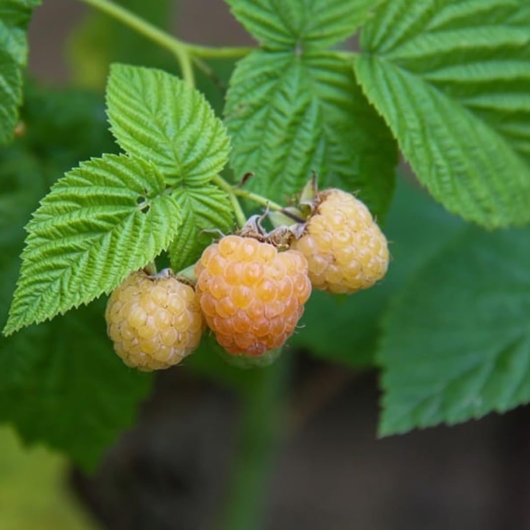 Set of 2 Raspberry Plants Live, Raspberry Bushes, Raspberries Plant, 4 to 6 Inch in Tall for Growing (Fall Gold Raspberry)
