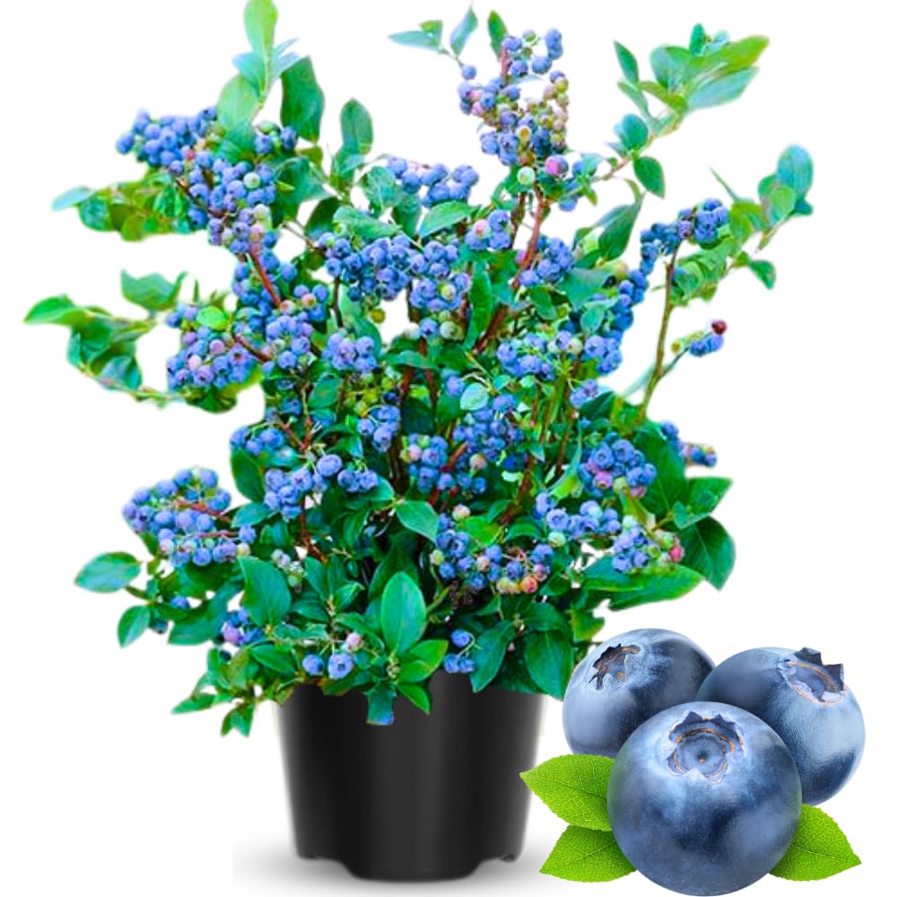 2 Year Old Blueberry Bush Tree Live Plant 1-2Feet Tall in 1 Gallon Pot, Blueberries Plants, High Yielding, Ready to Fruit