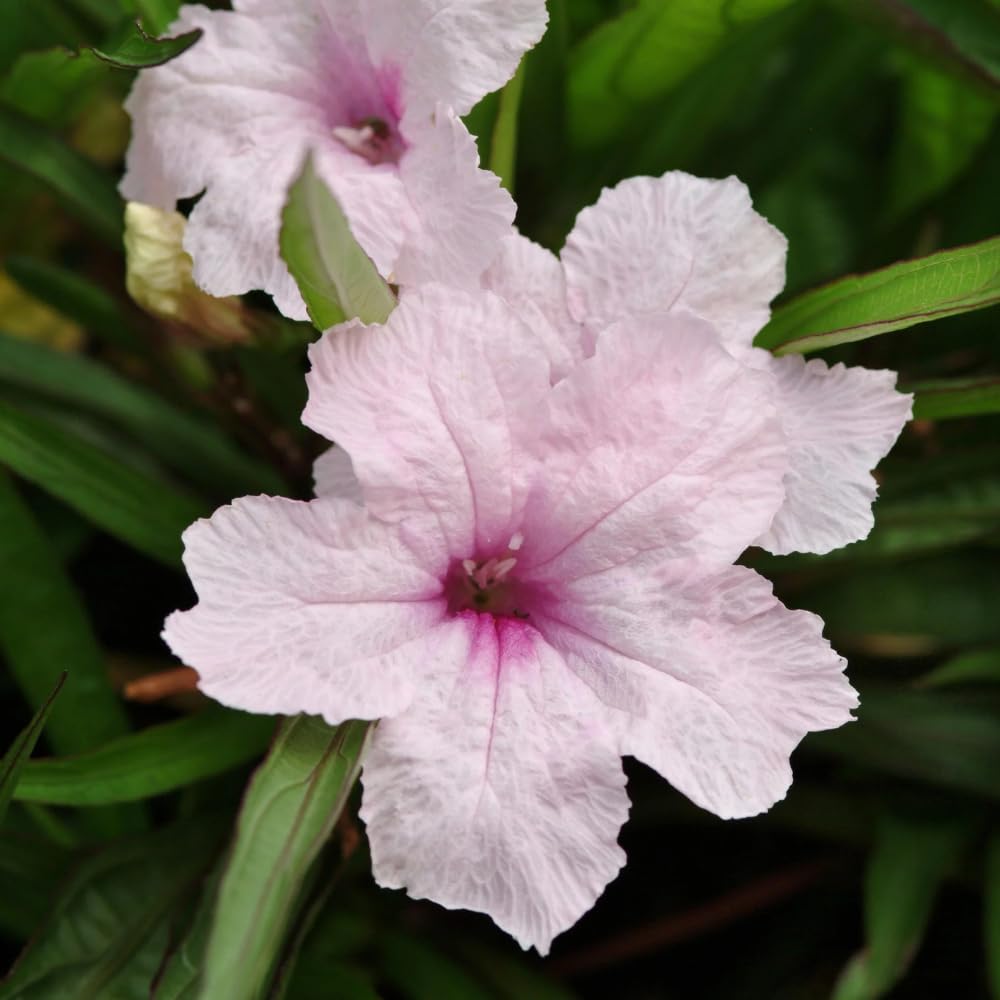 6 Mexican Petunia Live Plants, Vibrant, Low-Maintenance Perennial Flowers, 4-7 Inches, Garden or Containers Growing (Dwarf Pink)