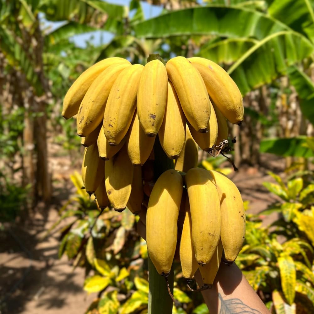 Banana Trees Live Plants in 1 Gallon Pot, Yellow Banana Plant Full Rooted from 2 to 3 Feet Tall, Rare Banana Tree for Home Garden, Sweet Fruit and Easy Care for