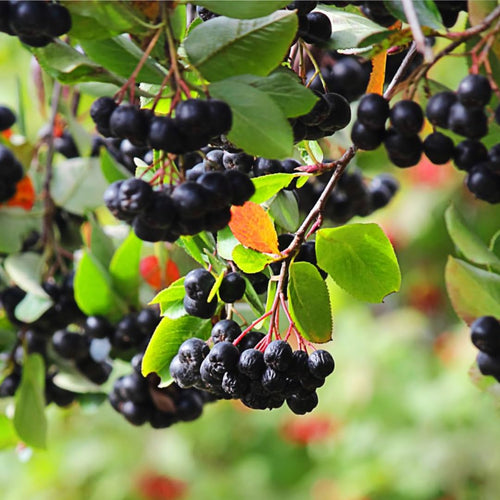 1 Year Old Black Chokeberry Live Plant 1-2 Feet Tall, Dormant, Cold Hardy Aronia Berry Bush for Orchard Landscaping, Chokecherry Plant Like