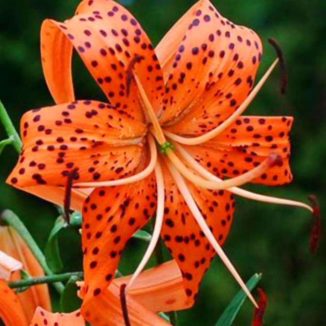 5 Turks Cap Lily Bulbs for Planting, Tiger Lilies Like, Fresh Bulbs for Planting, Perennial Flower Bulb Cold Hardy, Spring Blooms