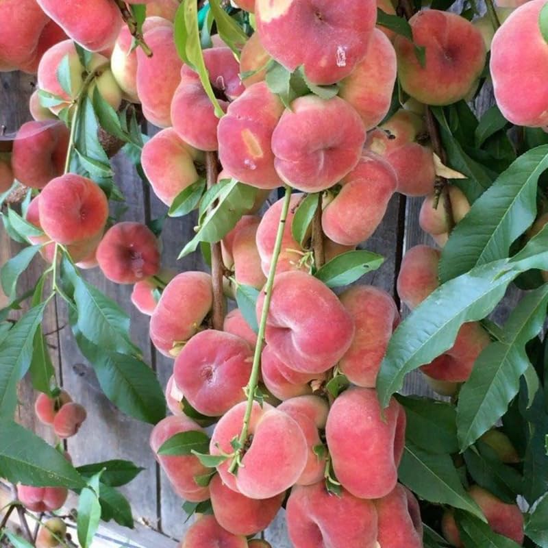 Donut Peach Tree Live Plant - 3 Ft Tall in 5 Gallon Pot, Sweet Peach Fruit Tree for Outdoor Garden, No Ship to CA