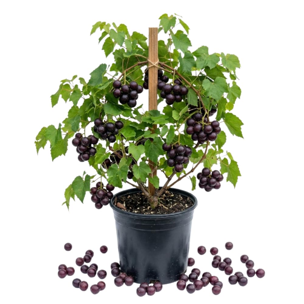 Muscadine Grapes Plant in 1 Gal Pot, Large Purple Muscadine Grape Vine, 20-24 Inc Tall, Hardy Fruit Grape Climbing Vine for Backyard Trellis, Fence, Well-Rooted, No Ship to CA