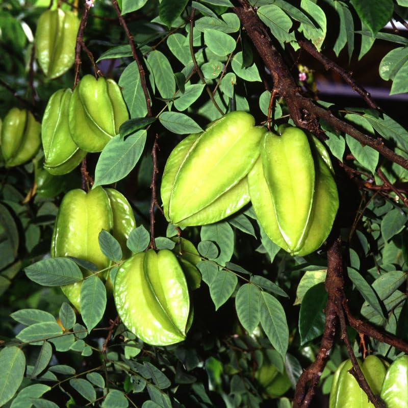 Live Grafted Starfruit Fruit in 1 Gallon, Starfruit Tree Plant in 1 Gallon Pot for Planting Outdoors, No Ship to CA