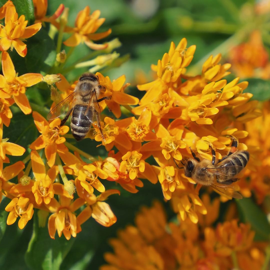 Set of 2 Live Milkweed Plants, Perennial Butterfly Milkweed Plants, Asclepias Tuberosa Plant, 5-8 Inch Tall for Indoor or Outdoor Planting (Orange Milkweed)