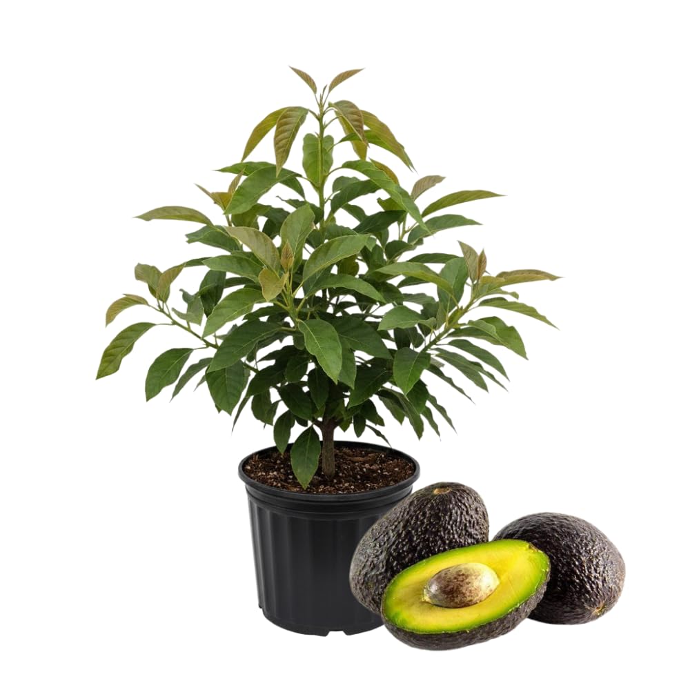 Avocado Tree Live Plant, Large HASS Avocado Plants Live in 3 Gallon Pot, Creamy Fruit, Cold Hardy Fruit Tree for Backyards, Home Orchard and Edible Gardening