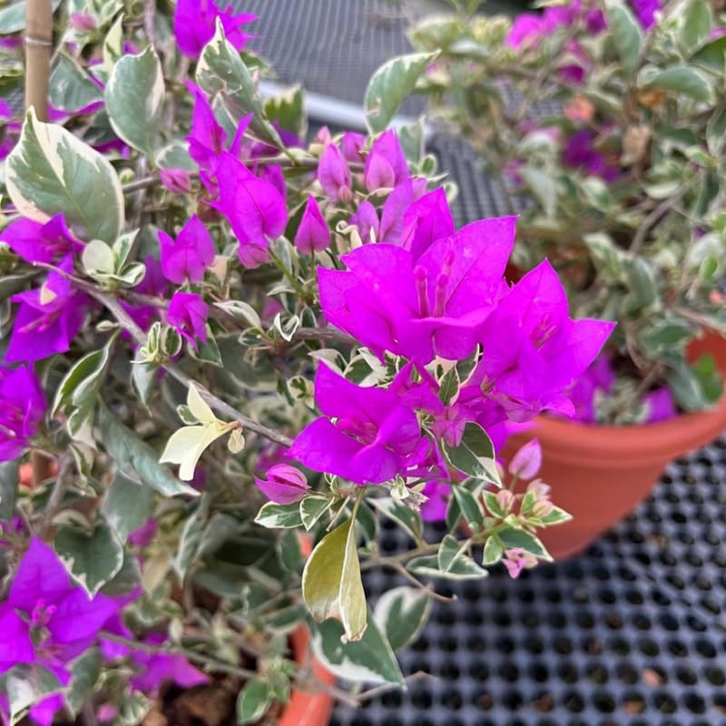 2 Blueberry Ice Bougainvillea Plants Live, Bougainvillea Plants for Planting Indoor Outdoor, 5 to 7 Inch