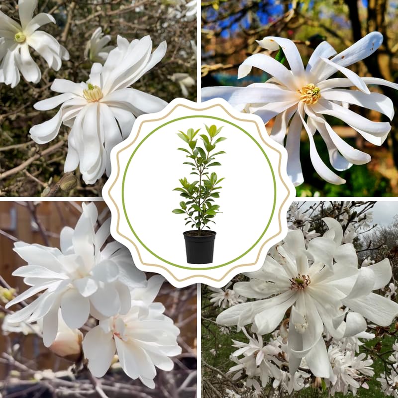 Star Magnolia Tree Live Plant in 4-8 Inches, Fragrant Spring Blooms, Hardy Perennial Magnolia Flowers Potted Ready to Grow, Winter Dormant