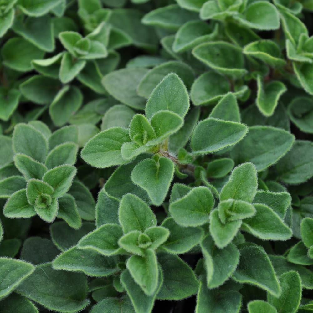Pack 2 Oregano Plants, Oregano Plant Well Rooted, Herb for Growing 3-5 Inch Tall