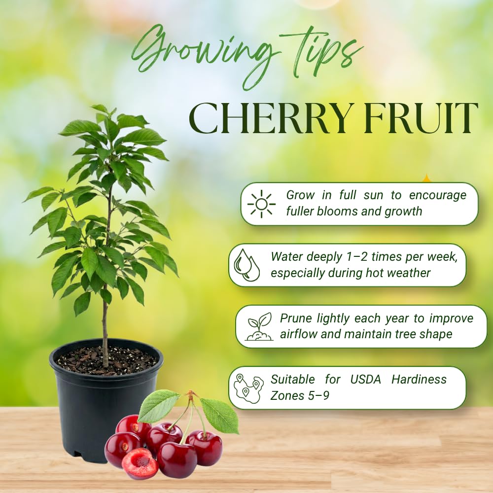 Cherry Trees Live Plants, Bright Red Sweet Black Cherry Tree, Well Rooted in 3 Gallon Pot, 3-4 Feet Tall, Hardy Cherry Fruit Tree Live Plant for Outdoor Garden, No Ship to CA