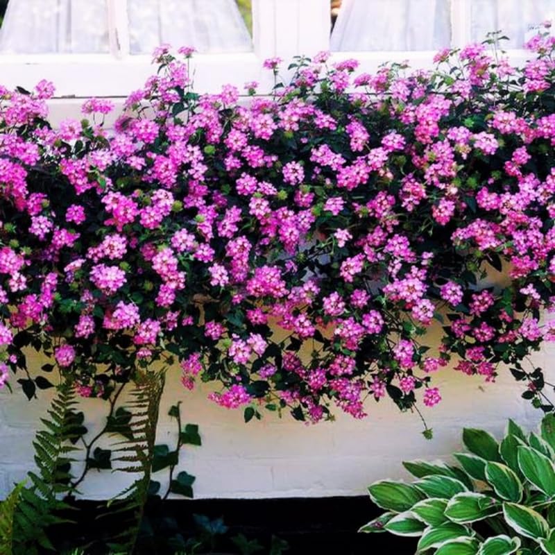 Pack 4 Lantana Plants Live, Hardy Flowering Perennial for Outdoor Planting, 4-8 Inches Tall, Mixed Blooms