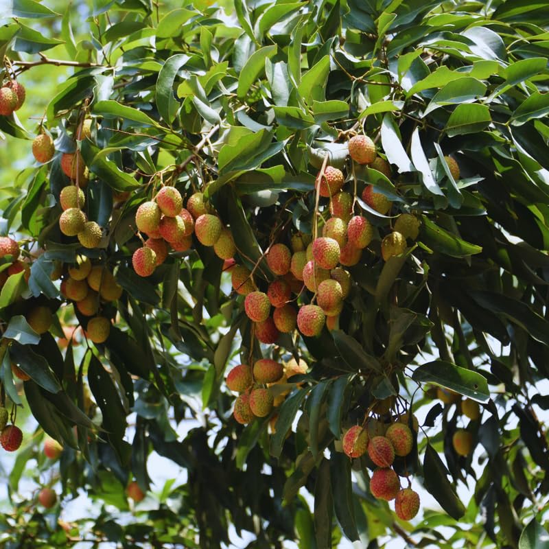 Sweet Lychee Tree Live Plant, Lychee Fruit Tree, 3 Gallon Pot, 2 to 3 Feet in Height, No Ship to CA