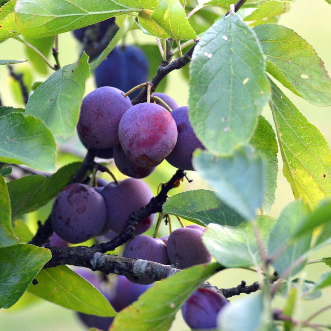 Live Red Purple Plum Tree, Sweet Fruit Tree, Grafted Plum, 3 Feet Tall in 3 Gallon Pot, Ready for Growing, No Ship to CA